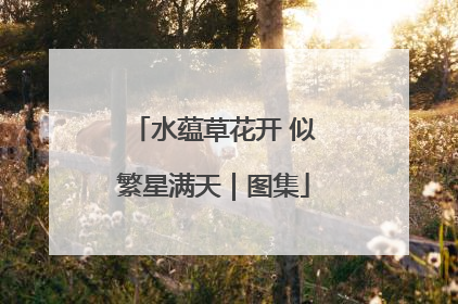 水蕴草花开 似繁星满天｜图集
